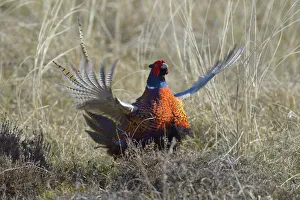Common Pheasant -Phasianus colchicus-, courting display in dune grass, Duinen van Texel National Park, Texel, West Frisian Islands, province of North Holland, The Netherlands Common Pheasant -Phasianus colchicus-, courting display in dune grass, Duinen van Texel National Park, Texel, West Frisian Islands, province of North Holland, The Netherlands
