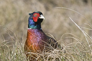 Common Pheasant -Phasianus colchicus-, Island of Spiekeroog, East Frisian Islands Common Pheasant -Phasianus colchicus-, Island of Spiekeroog, East Frisian Islands
