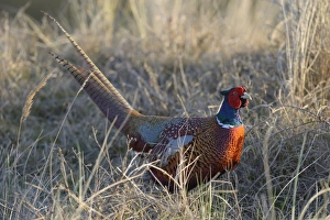 Common Pheasant -Phasianus colchicus- in the evening light, Duinen van Texel National Park, Texel, West Frisian Islands, province of North Holland, The Netherlands Common Pheasant -Phasianus colchicus- in the evening light, Duinen van Texel National Park, Texel, West Frisian Islands, province of North Holland, The Netherlands