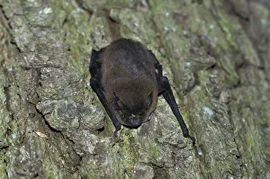 Common Pipistrelle -Pipistrellus pipistrellus-, hanging on a tree trunk, woods near Geesthacht, Schleswig-Holstein, Germany, Europe Common Pipistrelle -Pipistrellus pipistrellus-, hanging on a tree trunk, woods near Geesthacht, Schleswig-Holstein, Germany, Europe