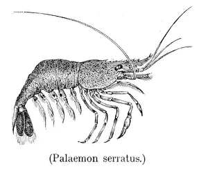 Common prawn engraving 1888 Common prawn engraving 1888
