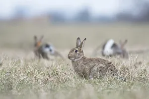 Common Rabbits -Oryctolagus cuniculus- on meadow, National Park Neusiedler See-Seewinkel, Burgenland, Austria Common Rabbits -Oryctolagus cuniculus- on meadow, National Park Neusiedler See-Seewinkel, Burgenland, Austria