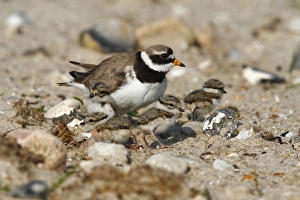 Common Ringed Plover or Ringed Plover -Charadrius hiaticula-, adult bird with hatched chicks, Eidersperrwerk, North Frisia, Germany, Europe Common Ringed Plover or Ringed Plover -Charadrius hiaticula-, adult bird with hatched chicks, Eidersperrwerk, North Frisia, Germany, Europe