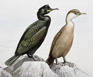 Common shag (Phalacrocorax aristotelis), two birds perching on a rock by the sea, looking away Common shag (Phalacrocorax aristotelis), two birds perching on a rock by the sea, looking away