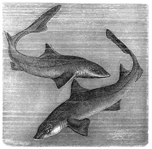 The common smooth-hound (Mustelus mustelus) and spiny dogfish, spurdog, mud shark The common smooth-hound (Mustelus mustelus) and spiny dogfish, spurdog, mud shark