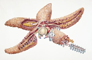 Common Starfish (Asteroidea), internal anatomy, cross-section Common Starfish (Asteroidea), internal anatomy, cross-section