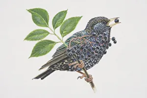 Common Starling (Sturnus vulgaris), illustration of black bird with speckles perched Common Starling (Sturnus vulgaris), illustration of black bird with speckles perched