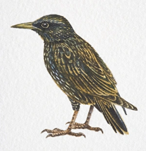Common Starling, Sturnus vulgaris, side view Common Starling, Sturnus vulgaris, side view