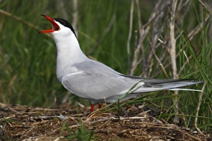 Common tern -Sterna hirundo-, calling, perched on a haystack, Neuwerk island near Cuxhaven, Hamburg Wadden Sea, Germany, Europe Common tern -Sterna hirundo-, calling, perched on a haystack, Neuwerk island near Cuxhaven, Hamburg Wadden Sea, Germany, Europe