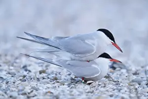 North Holland Nature Scenes Prints: Common Terns -Sterna hirundo-, mating