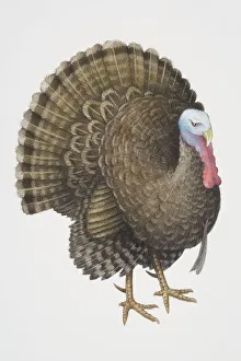 Common Turkey (Meleagris gallopavo), male wild turkey fanning its tail, side view Common Turkey (Meleagris gallopavo), male wild turkey fanning its tail, side view