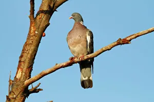 Common Wood Pigeon -Columba palumbus- perched on a branch, Baltic Sea island of Fehmarn Common Wood Pigeon -Columba palumbus- perched on a branch, Baltic Sea island of Fehmarn