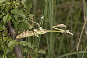 Conehead Mantis -Empusa pennata- in a waiting position, Lake Kerkini, Kerkini, Central Macedonia, Greece Conehead Mantis -Empusa pennata- in a waiting position, Lake Kerkini, Kerkini, Central Macedonia, Greece