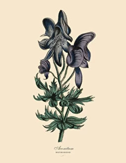Aconitum Carmichaelii Collection: conitum or Monkshood Plant, Victorian Botanical Illustration
