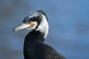 Cormorant -Phalacrocorax carbo-, portrait, captive Cormorant -Phalacrocorax carbo-, portrait, captive