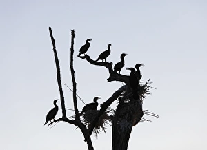 Cormorants -Phalacrocorax carbo- and nests on dead branch, Rajiv Gandhi National Park, Nagarhole National Park Cormorants -Phalacrocorax carbo- and nests on dead branch, Rajiv Gandhi National Park, Nagarhole National Park