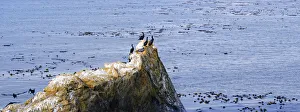 Cormorants -Phalacrocorax- on a rock on the Pacific coast at Piedras Blancas, California Cormorants -Phalacrocorax- on a rock on the Pacific coast at Piedras Blancas, California