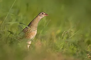 Corncrake -Crex crex-, furtively looking out from behind cover, Middle Elbe region Corncrake -Crex crex-, furtively looking out from behind cover, Middle Elbe region