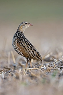 Corncrake -Crex crex-, listenting to a rivals song, Middle Elbe region, Saxony-Anhalt Corncrake -Crex crex-, listenting to a rivals song, Middle Elbe region, Saxony-Anhalt