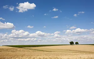 Cornfields, Walnut Trees -Juglans regia- at the back, Southern Palatinate Cornfields, Walnut Trees -Juglans regia- at the back, Southern Palatinate