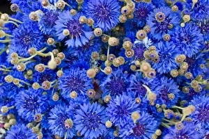 Full Frame Nature Photos Prints: Cornflower -Centaurea cyanus-