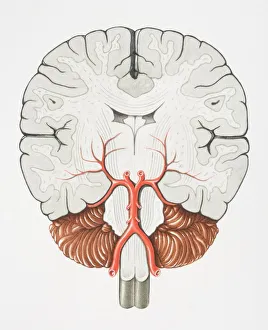 Collections/dorling kindersley prints/coronal cross section brain Collections/dorling kindersley prints/coronal cross section brain
