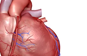 The coronary vessels of the heart The coronary vessels of the heart