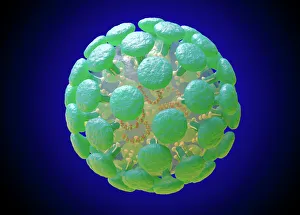 Coronavirus Structure Illustration Coronavirus Structure Illustration