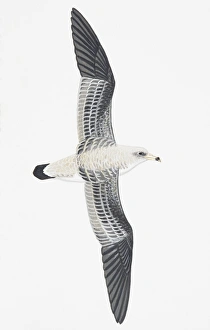 Corys Shearwater (Calonectris diomedea), adult Corys Shearwater (Calonectris diomedea), adult