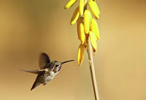 Costas Hummingbird at yellow desert flower Costas Hummingbird at yellow desert flower