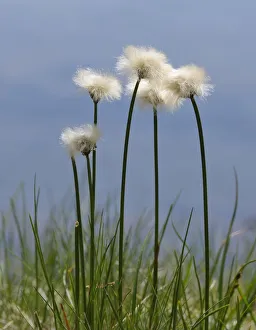 Cotton grass -Eriophorum- at a small lake, Schladminger Tauern mountain range, Styria, Austria, Europe Cotton grass -Eriophorum- at a small lake, Schladminger Tauern mountain range, Styria, Austria, Europe