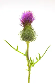 Cotton Thistle -Onopordum acanthium-, medicinal plant Cotton Thistle -Onopordum acanthium-, medicinal plant