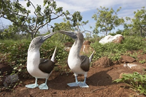 Courting Blue Footed Boobies (Sula nebouxii) near nest Courting Blue Footed Boobies (Sula nebouxii) near nest