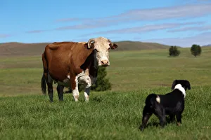 Cow and Dog face to face, Southern Drakensberg, Kwazulu Natal, South Africa Cow and Dog face to face, Southern Drakensberg, Kwazulu Natal, South Africa