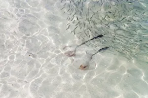 Cowtail Stingrays -Pastinachus sephen- in shallow water, Kurendhoo Island, Lhaviyani Atoll, Maldives Cowtail Stingrays -Pastinachus sephen- in shallow water, Kurendhoo Island, Lhaviyani Atoll, Maldives