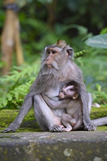 Crab-eating macaque -Macaca fascicularis- with young in the Ubud Monkey Forest, Ubud Crab-eating macaque -Macaca fascicularis- with young in the Ubud Monkey Forest, Ubud