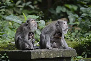 Crab-eating macaques -Macaca fascicularis- with young in the Ubud Monkey Forest, Ubud Crab-eating macaques -Macaca fascicularis- with young in the Ubud Monkey Forest, Ubud