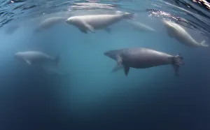 Crabeater seals underwater, Antarctic Peninsula Crabeater seals underwater, Antarctic Peninsula