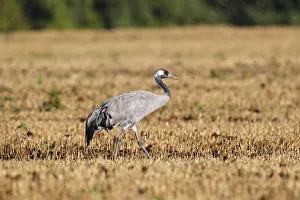 Crane on harvested cornfield, gray crane -Grus grus-, bird migration, fall migration Crane on harvested cornfield, gray crane -Grus grus-, bird migration, fall migration