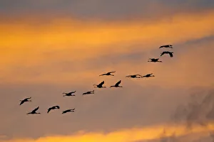 Cranes -Grus grus-, flock in flight in the evening light, Mecklenburg-Western Pomerania Cranes -Grus grus-, flock in flight in the evening light, Mecklenburg-Western Pomerania