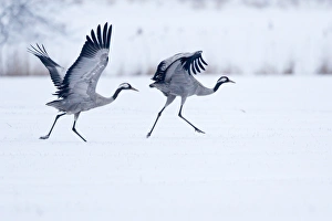 Two cranes -Grus grus- on a snow-covered field before taking off, North Hesse, Hesse Two cranes -Grus grus- on a snow-covered field before taking off, North Hesse, Hesse