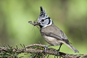 Crested Tit -Parus cristatus-, male bringing food, Untergroeningen, Baden-Wuerttemberg Crested Tit -Parus cristatus-, male bringing food, Untergroeningen, Baden-Wuerttemberg