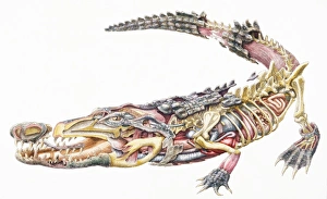 Crocodile (Crocodylidae), internal anatomy, cross-section Crocodile (Crocodylidae), internal anatomy, cross-section