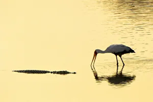 Crocodile & Yellow-billed Stork, South Luangwa NP Crocodile & Yellow-billed Stork, South Luangwa NP