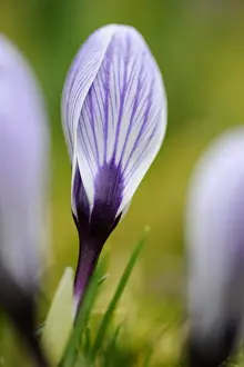 Crocus In Bloom Prints: Crocus -Crocus-
