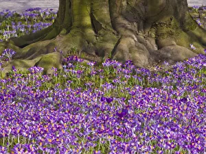 Crocus -Crocus- in the spa gardens of Baden-Baden, Black Forest, Baden-Wuerttemberg Crocus -Crocus- in the spa gardens of Baden-Baden, Black Forest, Baden-Wuerttemberg