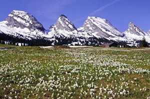 Crocus meadow on the Sellamatt in Toggenburg, the snowy Churfirsten at the back, Schibenstoll, Zuestoll, Brisi, Frumsel Crocus meadow on the Sellamatt in Toggenburg, the snowy Churfirsten at the back, Schibenstoll, Zuestoll, Brisi, Frumsel