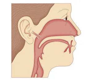 Cross section biomedical illustration of link between the ear, nose and throat Cross section biomedical illustration of link between the ear, nose and throat