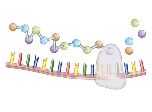 Cross section biomedical illustration of protein synthesis and ribosome Cross section biomedical illustration of protein synthesis and ribosome