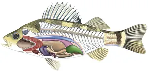 Cross-section diagram of a bony fish illustrating skeleton and internal organs, side view Cross-section diagram of a bony fish illustrating skeleton and internal organs, side view
